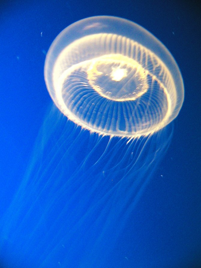The Light Fantastic, The Jelly Ethereal: Monterey Bay Aquarium, Monterey, CA