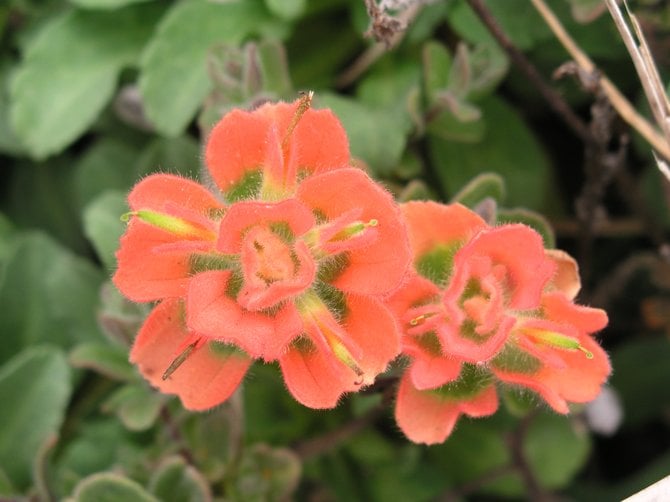 Monterey Indian Paintbrush flower.  It grows in the sand. Beautiful!  Asilomar State Beach, Monterey Peninsula