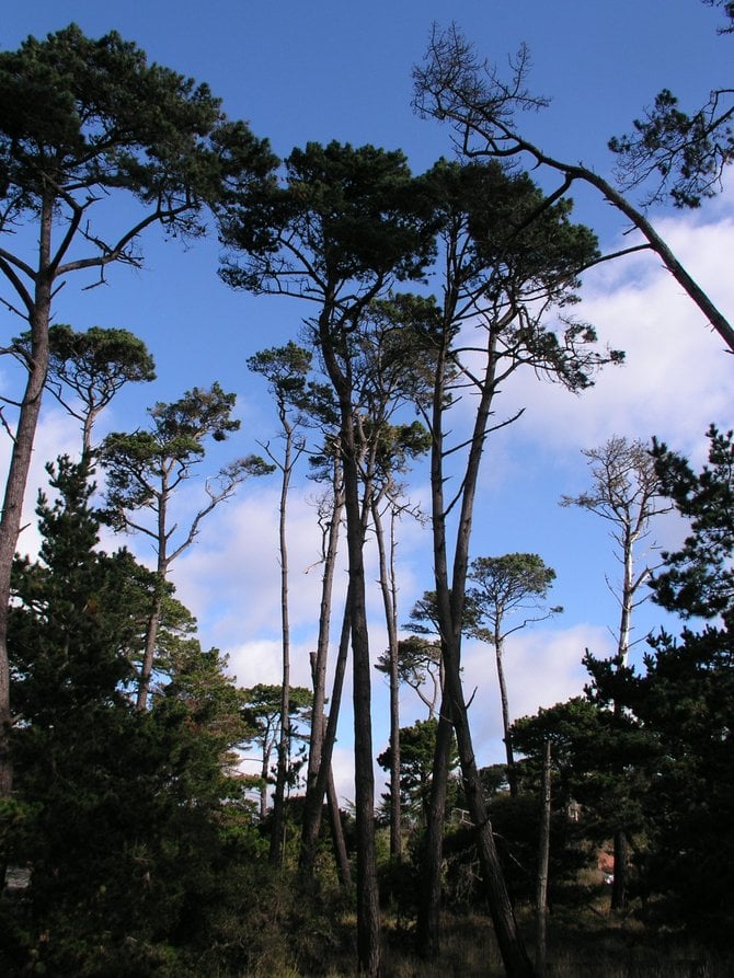 Monterey Pines in all their glory! Asilomar Conference Grounds, Monterey Peninsula