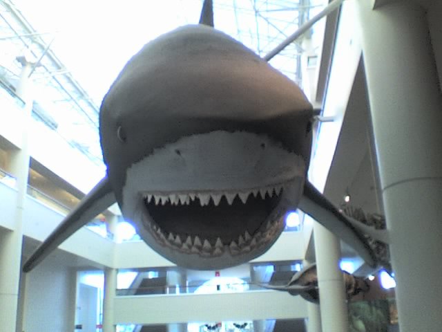 This large "ultrashark" stares guests down as they explore the 2nd level of the San Diego Natural History Museum. 