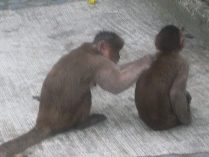 Capuchin monkeys in Misahualli, Ecuador. There's nothing like a good back rub in the morning.
