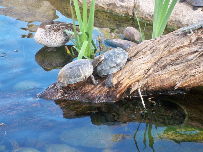  2 turtles at the San Diego Zoo