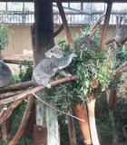 Koalas snacking on some eucalyptus leaves at the Zoo.