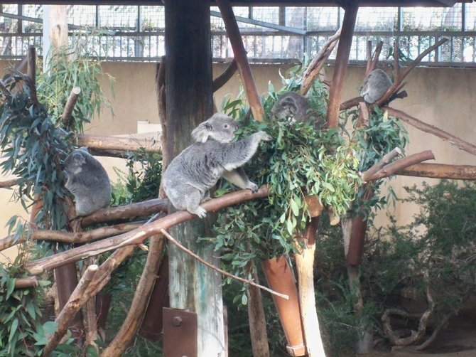 Koalas snacking on some eucalyptus leaves at the Zoo.
