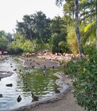 The flamingo lagoon at the San Diego Zoo