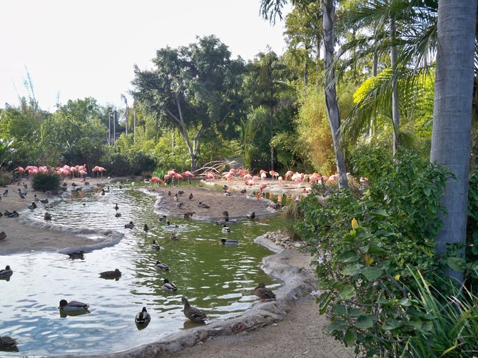 The flamingo lagoon at the San Diego Zoo