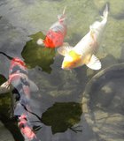 A day at the Barona Casino. I make it a point to walk the grounds at Barona. Three koi stop by for a picture. Life …