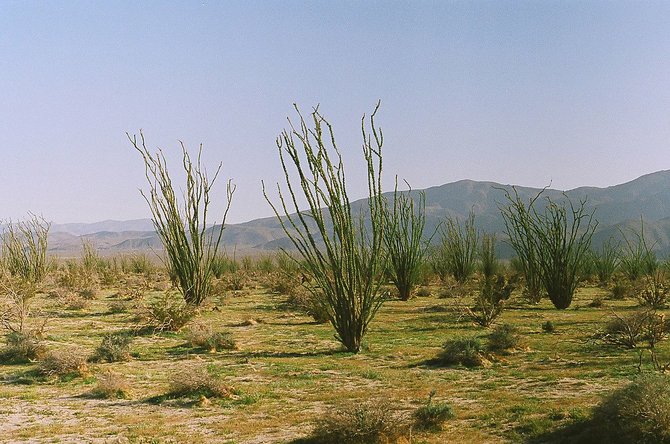 Ocotillo plants dancing in the wind, Anza Borrego Desert