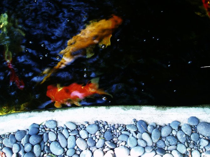 The meditation garden at the Self Realization Fellowship Temple in Encinitas provides an excellent backdrop for inner contemplation, but it also serves as a stimulus for painters, poets and photographers. This photo of fish, water and stones evokes an Impressionist painting.
