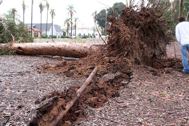 This is one of the many trees that had fallen during the first two days of rain in San Diego. This one was in Morley Field. There's a pipe that runs from this tree to another one a mere 15 feet away that had fallen as well.