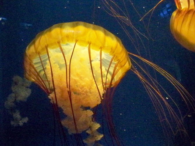  Jellyfish at the Scripps Aquarium in La Jolla

