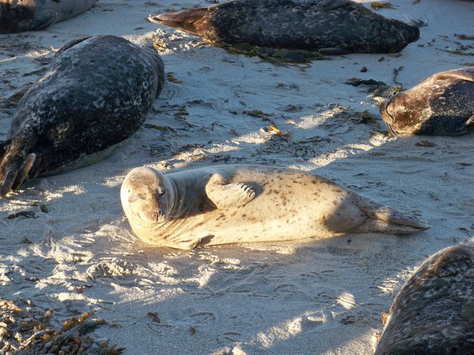 One of many seals napping on the beach at the Children's Pool in La Jolla.