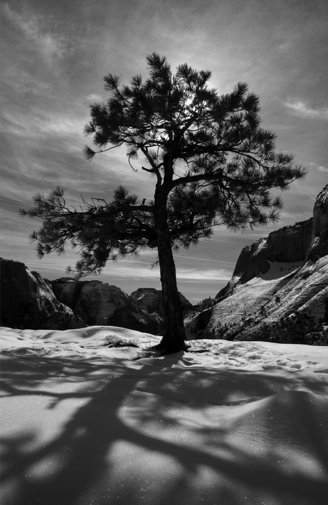 The shadow of a tree at sunset, in Black and White, in Zion National Park.