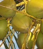 A grouping of young coconuts bunched together on a tree in Jamaica.
