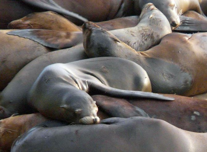 A young sea lion naps on the top of the huddle at La Jolla Cove.
