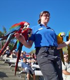 A handler brings 4 macaws down the steps during the Sea Lion Zoo at the zoo.