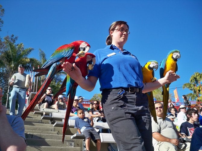 A handler brings 4 macaws down the steps during the Sea Lion Zoo at the zoo.