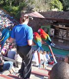A handler brings 4 macaws down the steps during the Sea Lion Zoo at the zoo.