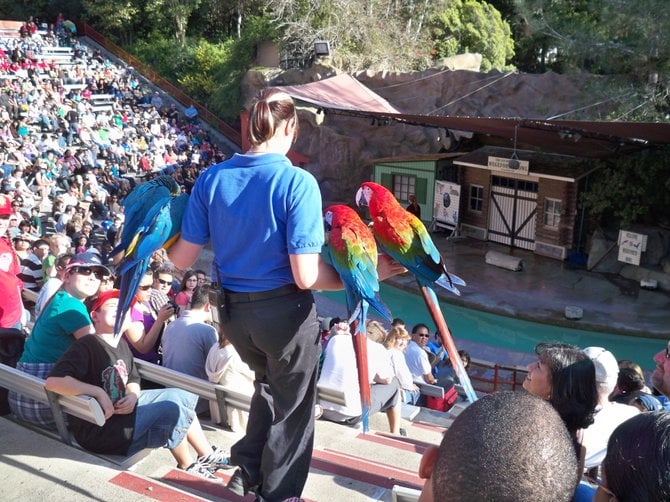 A handler brings 4 macaws down the steps during the Sea Lion Zoo at the zoo.