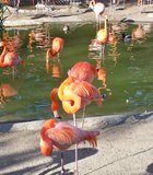Flamingo lagoon at the zoo