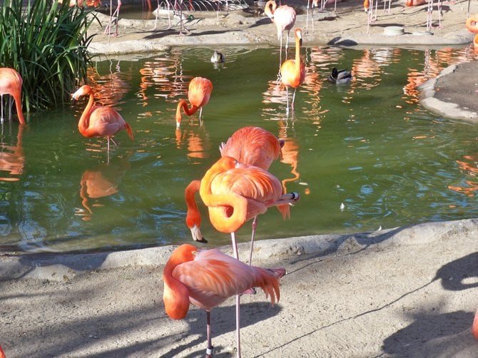 Flamingo lagoon at the zoo