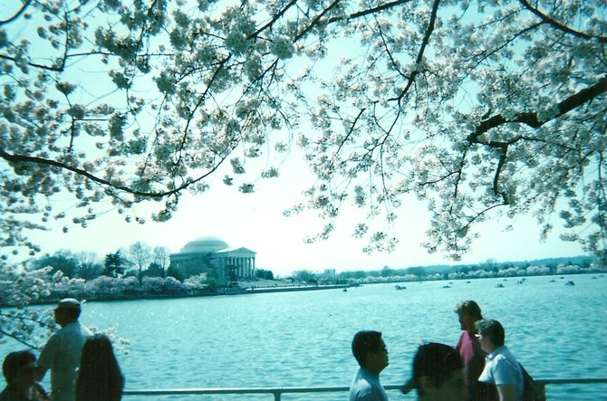 Cherry blossoms in Washington DC. The Jefferson Memorial is in the background.