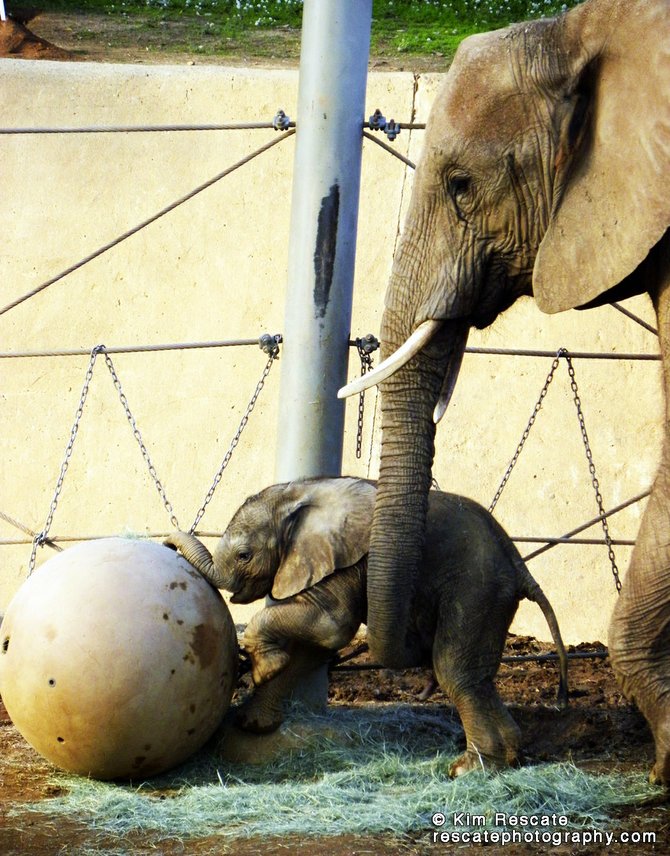 Baby elephant at the Wild Animal Park.