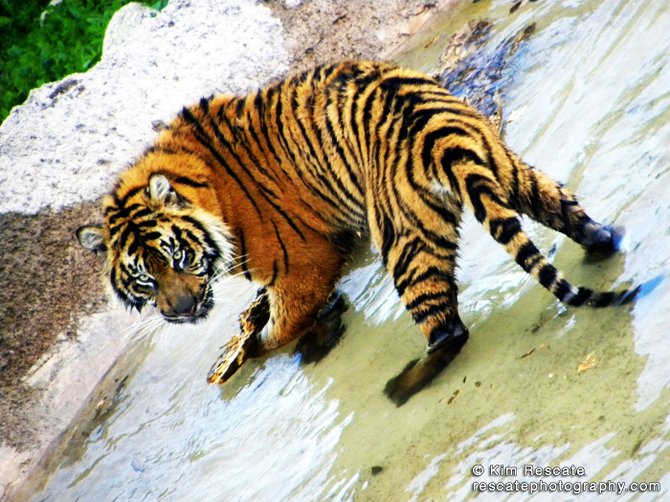 Tiger at the Wild Animal Park.