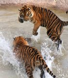 This was taken at Wild Animal Park. One of the tigers dragged a log into the water. The other was watching quietly and suddenly jumped …