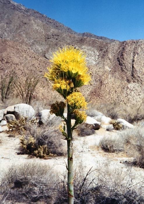 The bloom of the agave plant stands like a pillar of light against the bleak desert surroundings.