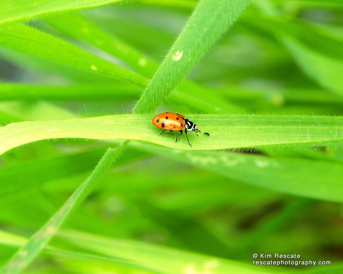 Beautiful ladybug photographed in Normal Heights while walking our dog. 