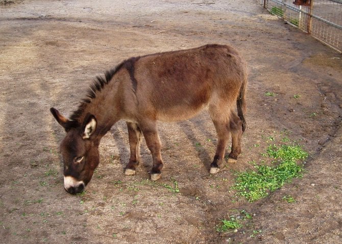 A burro that lives at Bates Nut Farm.