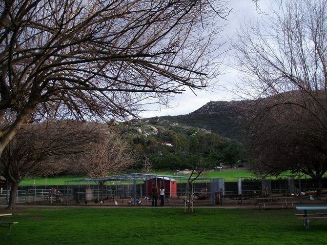 A view from the store at Bates Nut Farm looking toward the picnic area and animal pens.