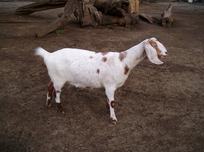 A goat that lives at Bates Nut Farm.