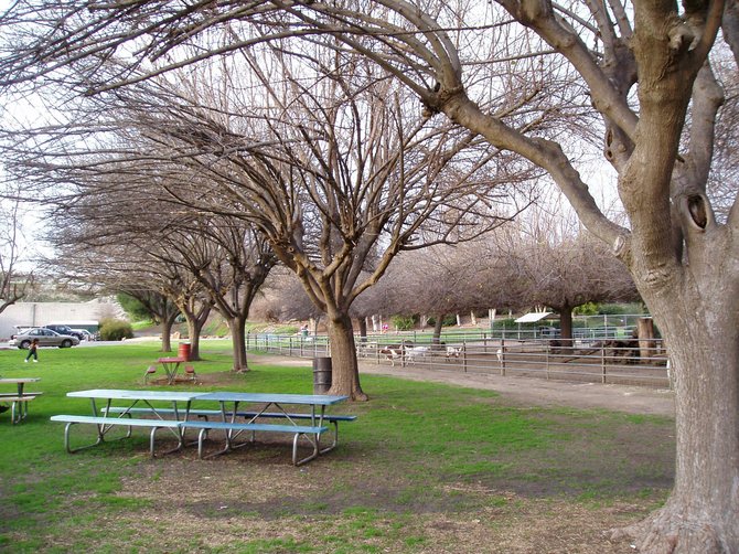 Picnic area under the trees at Bates Nut Farm.