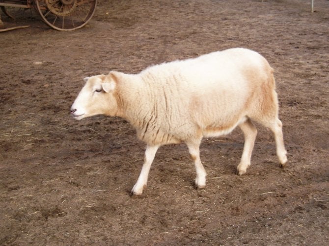 A sheep that lives at Bates Nut Farm.