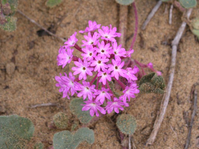 Beach Sand Verbena (Abronia umbellata) at Torrey Pines State Reserve, March 2010. This grows in the Pacific Coast beach sands from Baja California, Mexico to British Columbia, Canada.  
