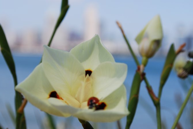 Ladybug with downtown in the background.