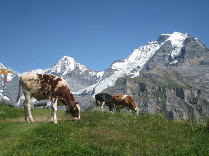 Cows grazing in Gimmelwald.