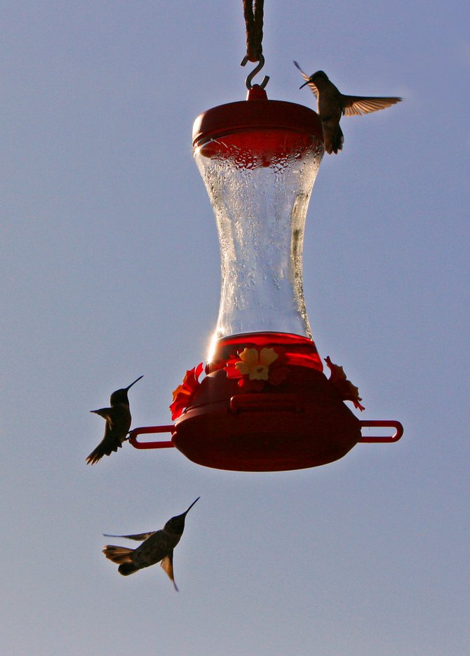 A popular neighborhood watering hole for three thirsty hummers in Poway. Cheers! 