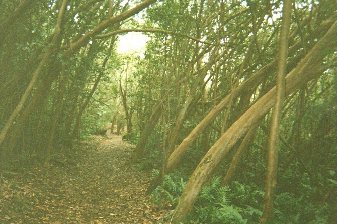 Hiking trail in Kauai, Hawaii.