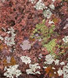 After several weeks of rain in the early months of 2010, the rocks near the amphitheater at Mt. Helix were covered with multicolored lichen. The …