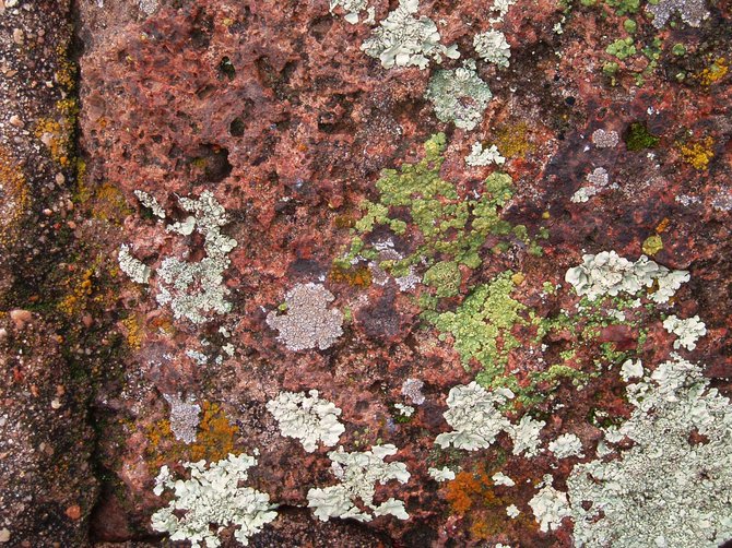 After several weeks of rain in the early months of 2010, the rocks near the amphitheater at Mt. Helix were covered with multicolored lichen. The area is a macro-photo dream world.