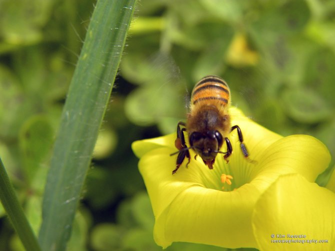 Bee enjoying spring time in San Diego.