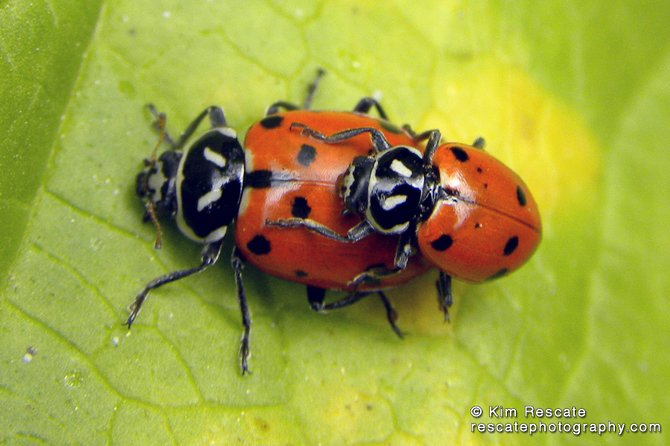 Mating Ladybugs.