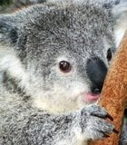 Baby koala at San Diego Zoo.