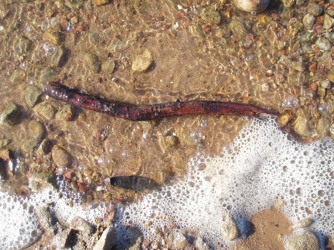 This photo is the fifth in a series of miniature landscapes from Lake Murray. It is a tiny piece of eucalyptus bark mingling with the seafoam lapping at the shore.