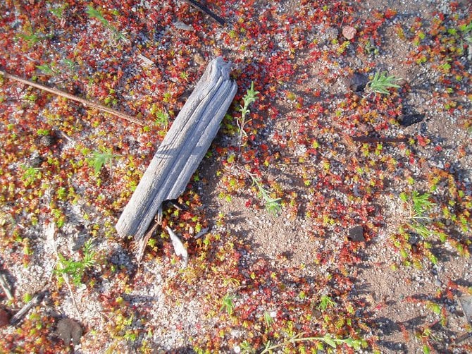 This photo is the third in a series of miniature landscapes taken at Lake Murray. I spotted these tiny, bright red and green plants sprouting up out of the sand. They were providing a soft landing pad for the bits of eucalyptus bark that had been blown around by the recent wind and rains. 