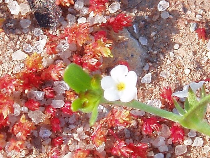 This photo is the fourth in a series of miniature landscapes. This tiny white flower is probably the smallest flower I've ever seen. It's about a quarter of the size of a lady bug. You can get a sense of proportion by looking at the grains of sand next to the the bloom. Any horticulture experts out there?