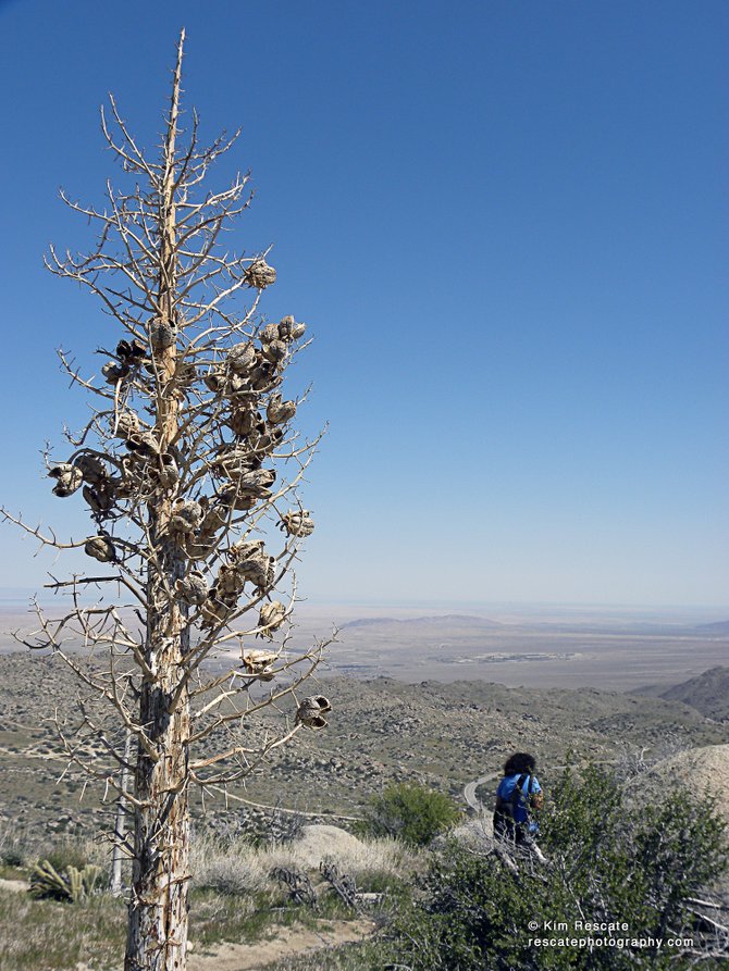 View of the Borrego Desert from the six-mile California Riding and Hiking Trail. Beautiful views and flowers along the way. 